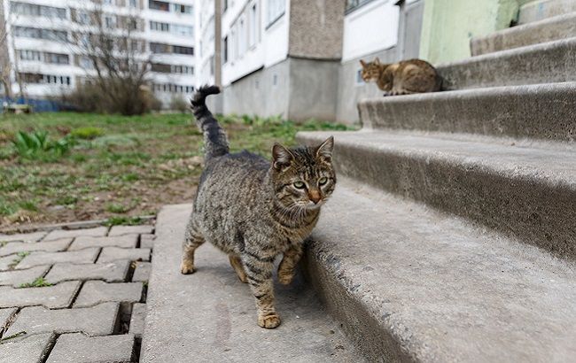 У Харківській області бездомних тварин замуровують у підвалах