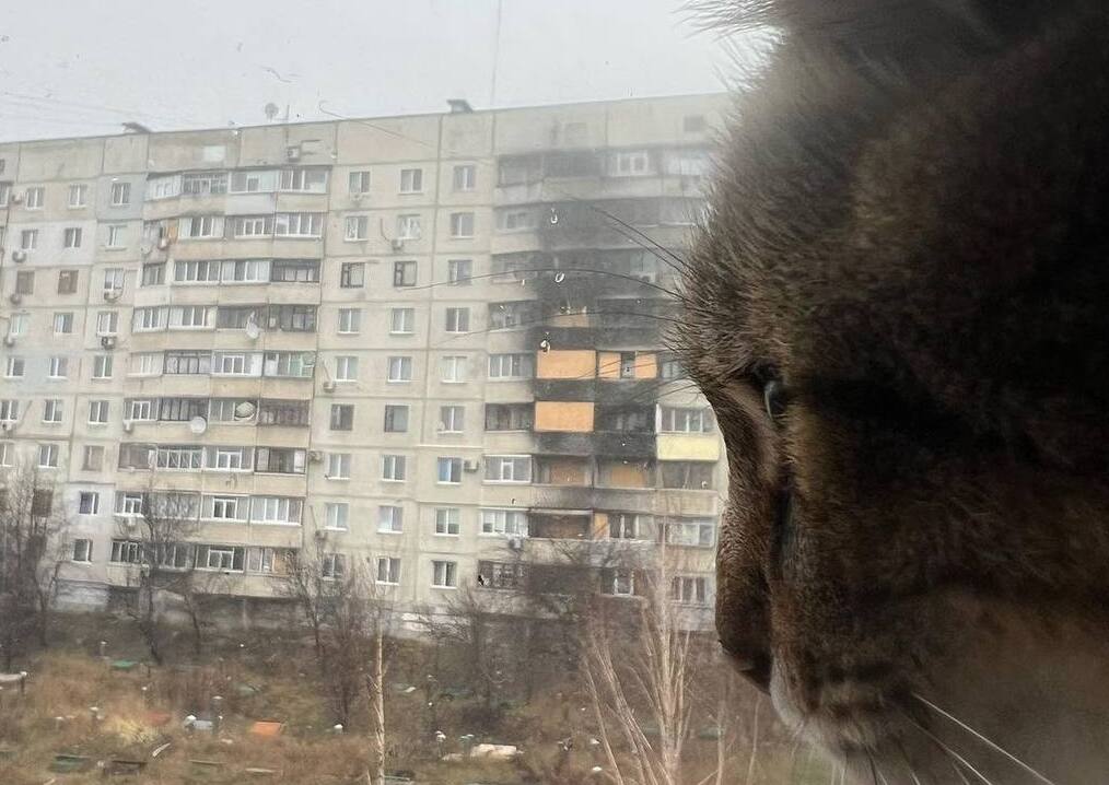 Знаменитый кот Степан вернулся в Харьков (фото)