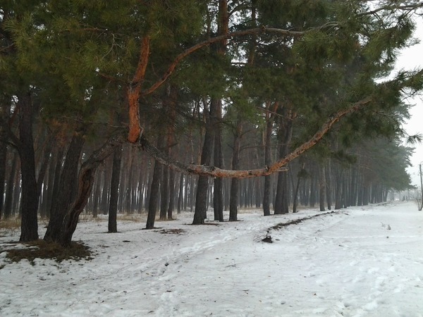 На Салтовке вырубят 250 деревьев