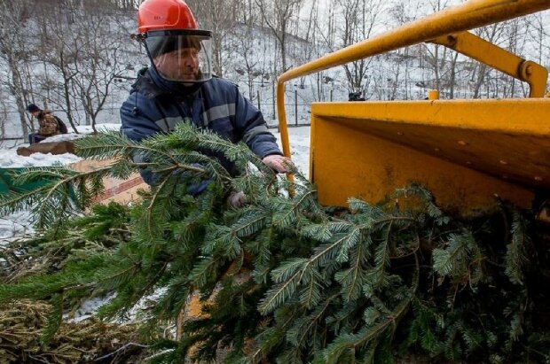 Куда в Харькове выбрасывать новогодние елки. Информация мэрии