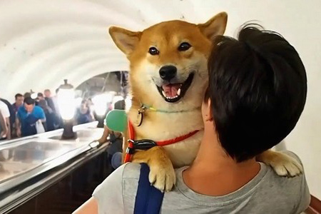 В Харькове предлагают пускать собак в метро