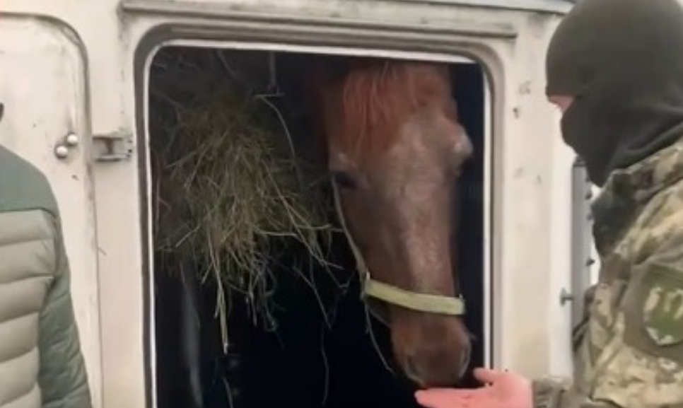 В Харьковской области брошенный конь с больными ногами пришел к военным на позиции