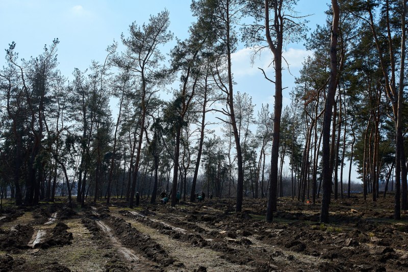 Терехов розповів, чи забудовуватимуть Журавлівку