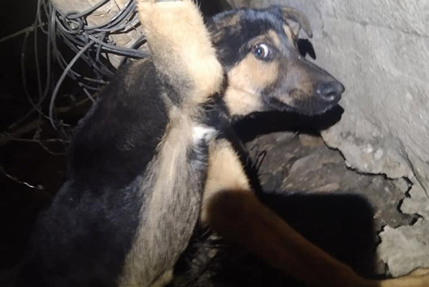 В Харькове в подвале дома распяли собаку