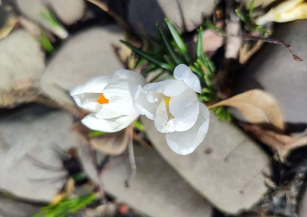 У центрі Харкова цвітуть крокуси: фото