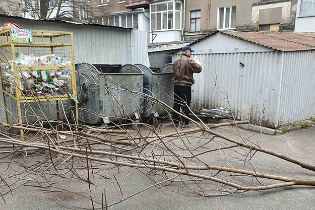 В центре Харькова вырубили экзотические деревья