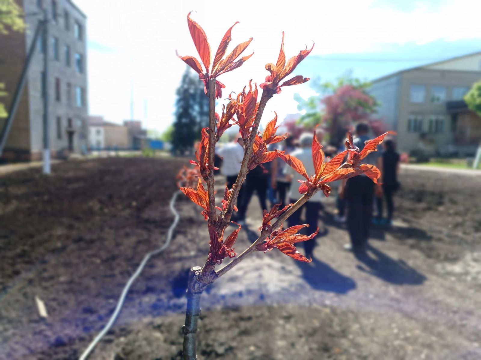 В Харьковской области появился парк сакур