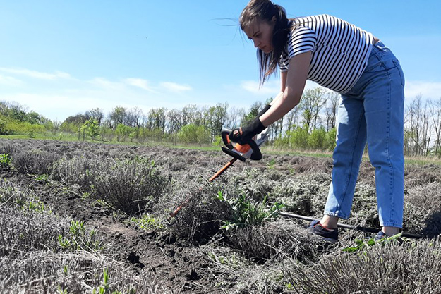 Як пережило війну лавандове поле – популярне місце для фотосесій у Харківській області (фото, відео)