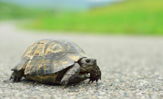 У Харкові врятували черепаху, яка виповзла на проїжджу частину