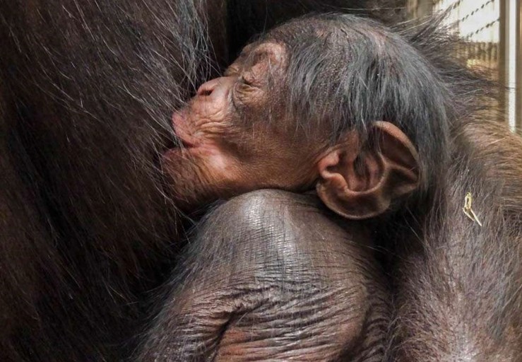 В семье шимпанзе из Экопарка - пополнение