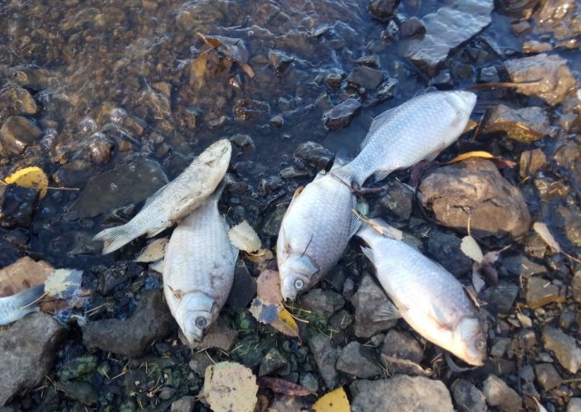 Под Харьковом возле "Лоска" массово гибнет рыба