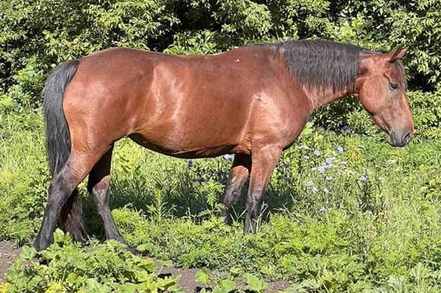 Лошадь из Харьковской области, проданная в Днепропетровскую, сбежала домой