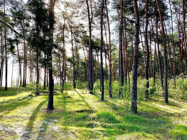 Терехов виступив проти вирубки лісу в Харкові