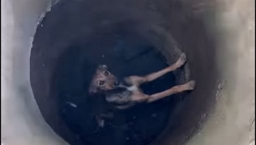 Под Харьковом собака 8 дней просидела в колодце: кадры спасения