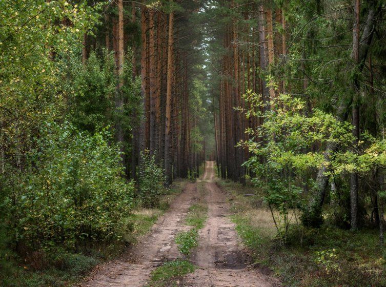 В Харьковской области прочесали лес в поисках бабушки