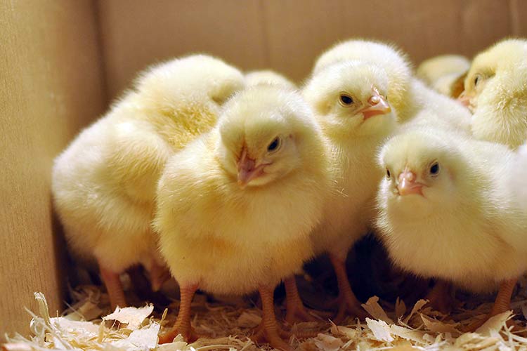 В Харьковской области начали выращивать цыплят, которые не боятся взрывов