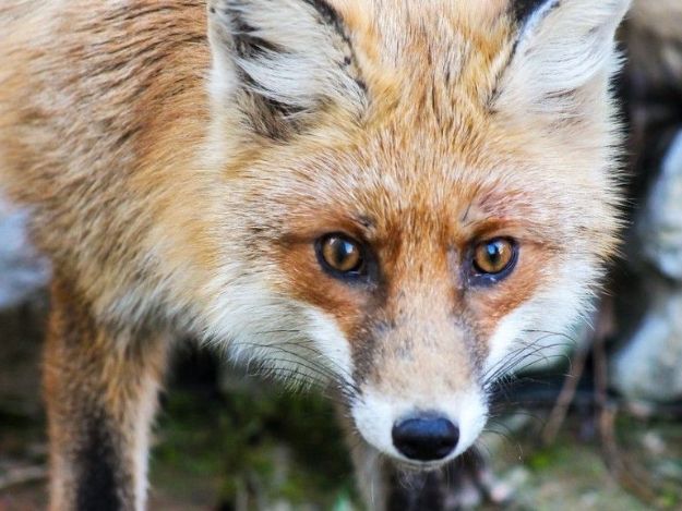 Скажена лисиця покусала жительку Харківської області