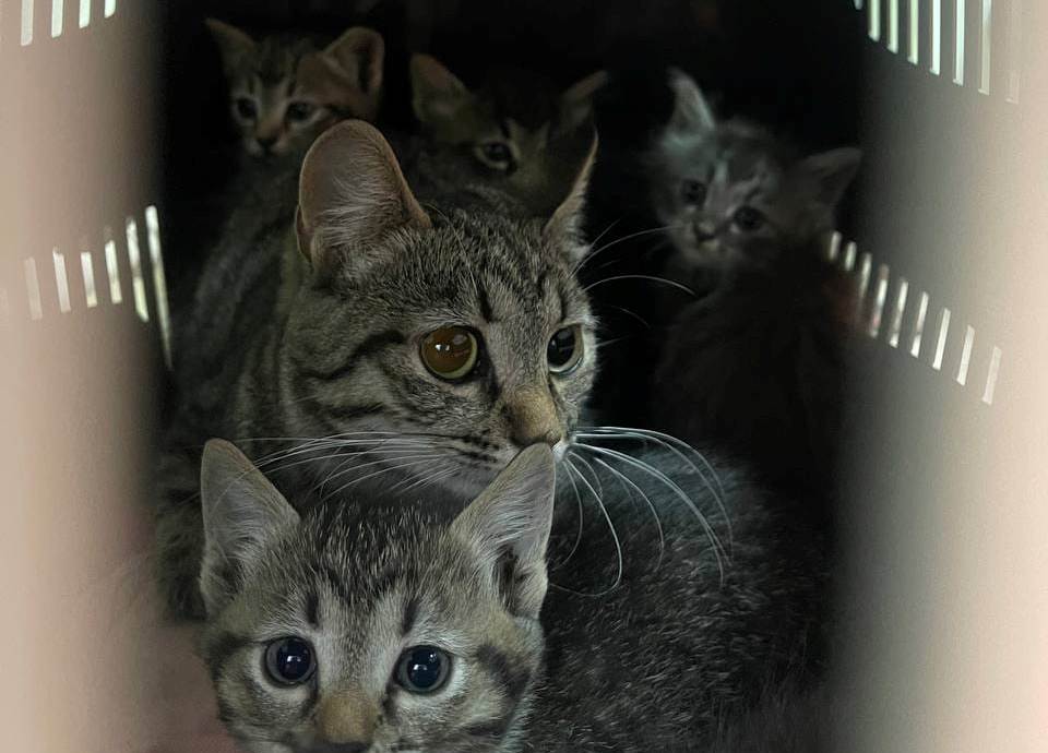 Под здание приюта в Харькове подбросили кошачью семью