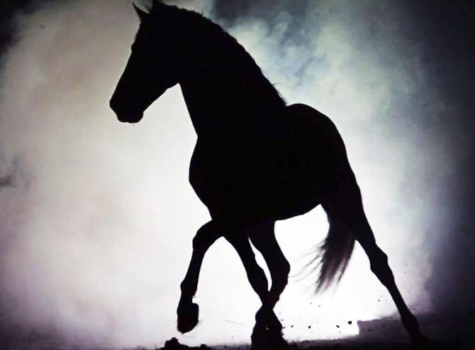 Харьковчане подписывают петицию о запрете выгула лошадей в городе