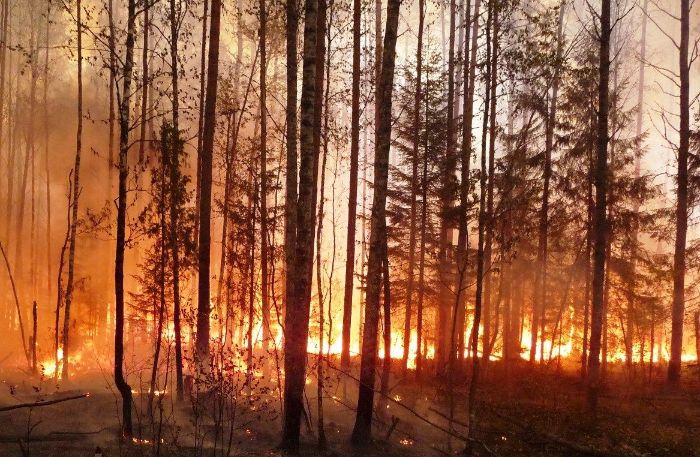 Масштабный лесной пожар начался в Харьковской области после обстрелов