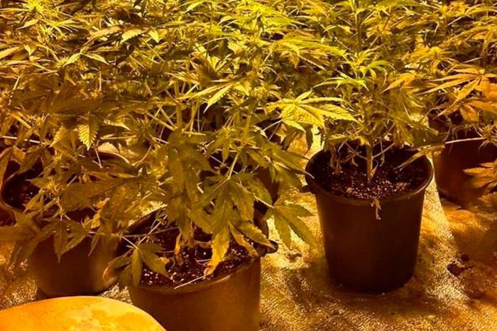 Велику плантацію марихуани знайшли в Харкові (фото)