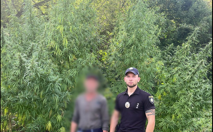 Гігантські коноплі виростив житель передмістя Харкова (фото)