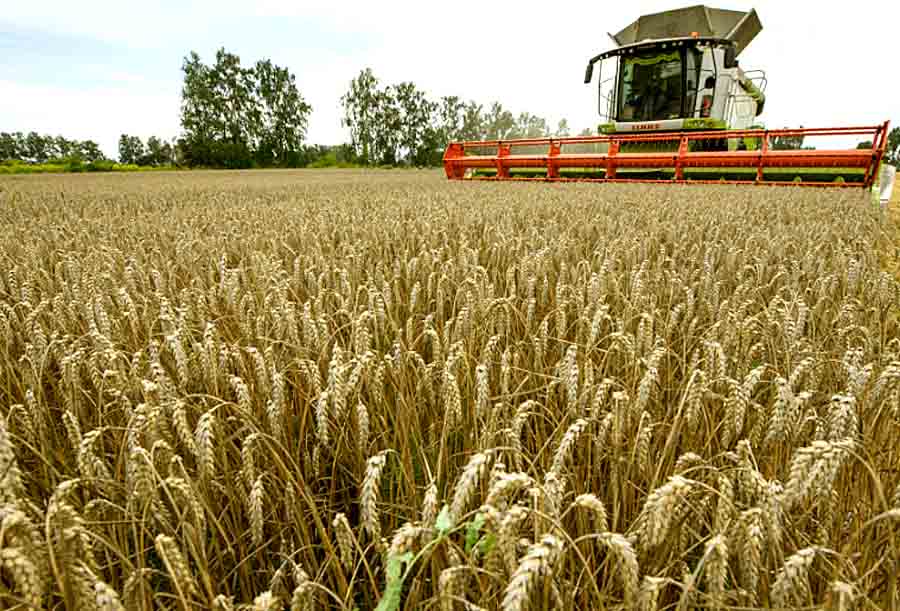 Больше 1,3 миллиона тонн намолотили аграрии Харьковщины