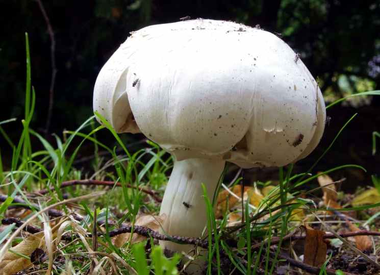 Двое харьковчан отравились грибами