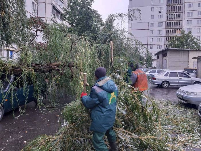 В Харькове ветер повалил деревья (фото)