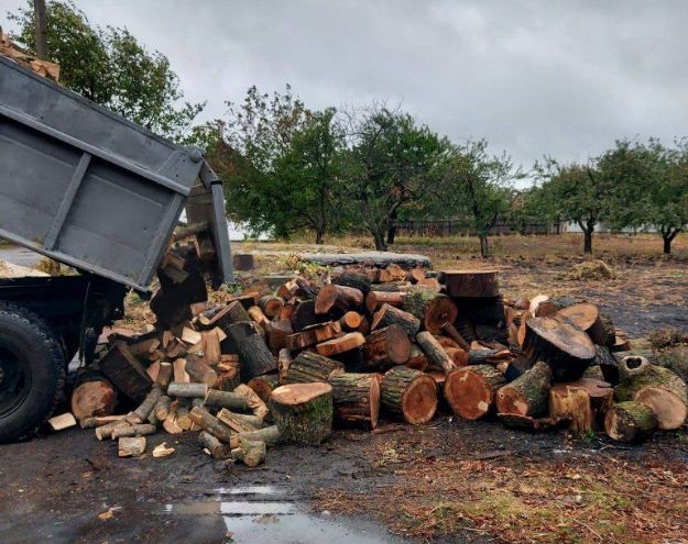 В Харьковской области незаконно вырубили деревьев на миллион гривен