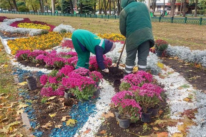 6 тисяч кущів хризантеми висадять у Харкові (фото)