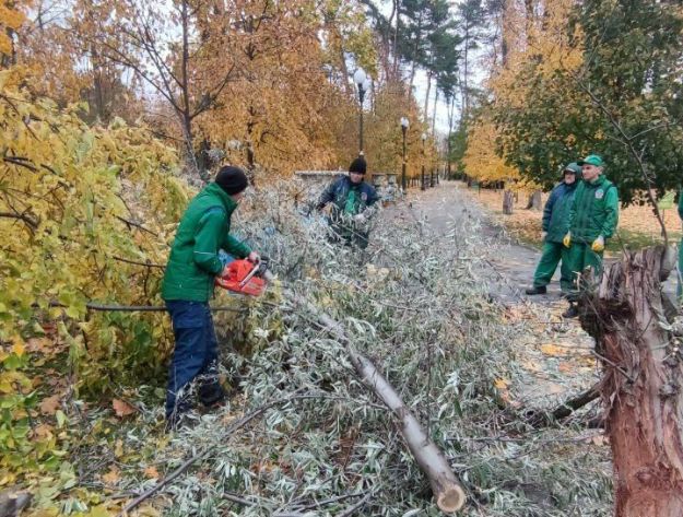 Сильный ветер в Харькове повалил деревья