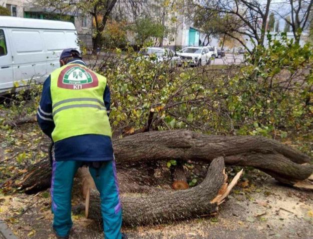 В Харькове упало дерево: пострадали три человека