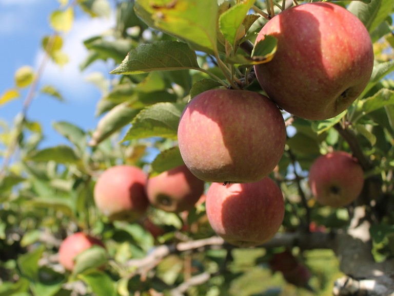 Огромный яблоневый сад в Харьковской области погибает после боевых действий