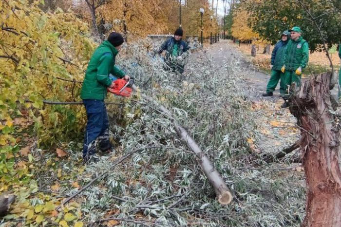 У Центральному парку завалилося дерево (фото)