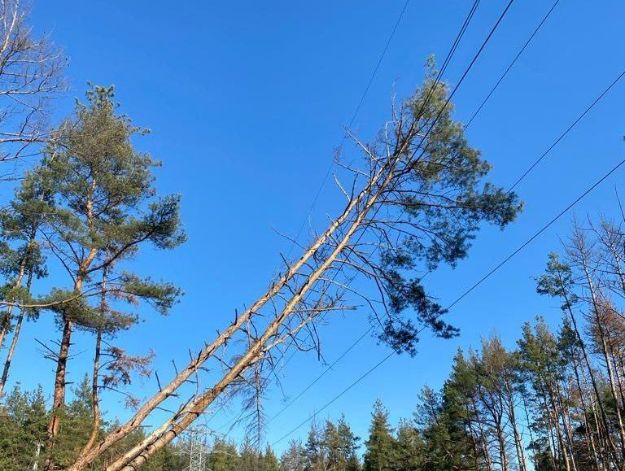 У Григоровському бору сосни впали на лінію електропередачі (фото)