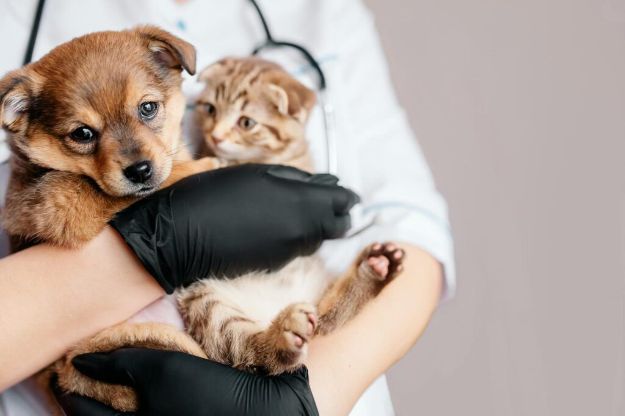 В Харькове будут бесплатно стерилизовать кошек и собак