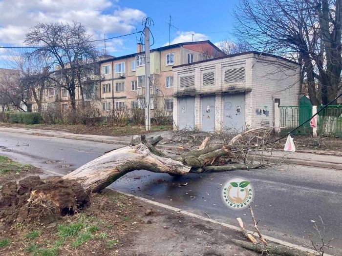Шквальный ветер повалил деревья в Харькове (фото)