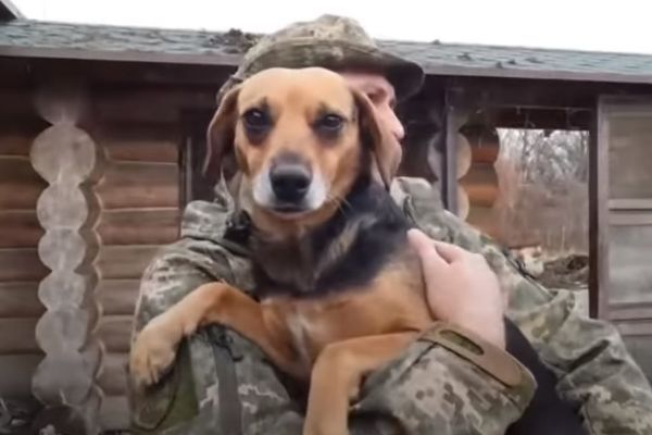 Из Купянского района эвакуировали 28 животных