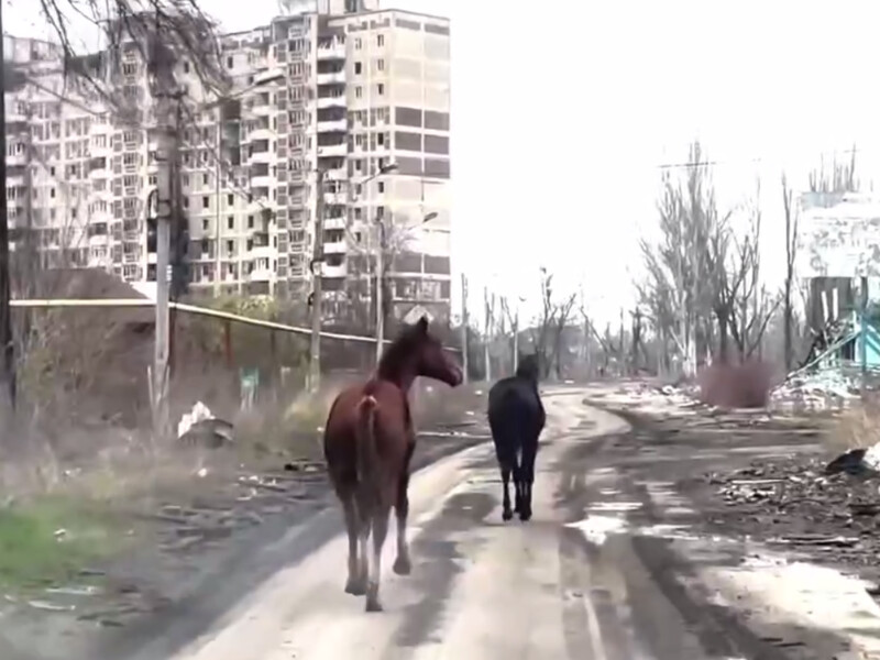 Дивом вижили і здичавіли: двох коней з Авдіївки евакуювали до Харкова (відео)
