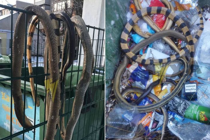 Несколько мертвых змей нашли на мусорке в Харькове (фото)