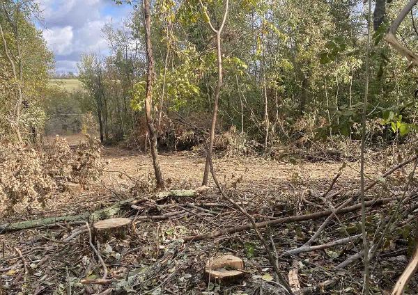 В Харьковской области вырубили лес (фото)