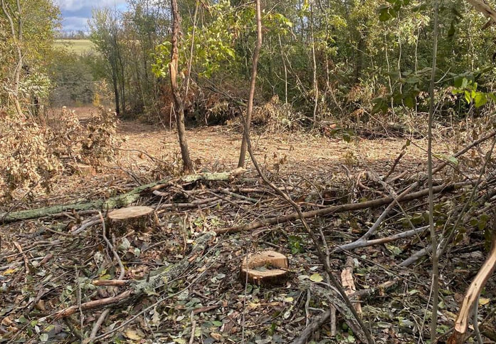 В Купянском районе массово вырубают лес