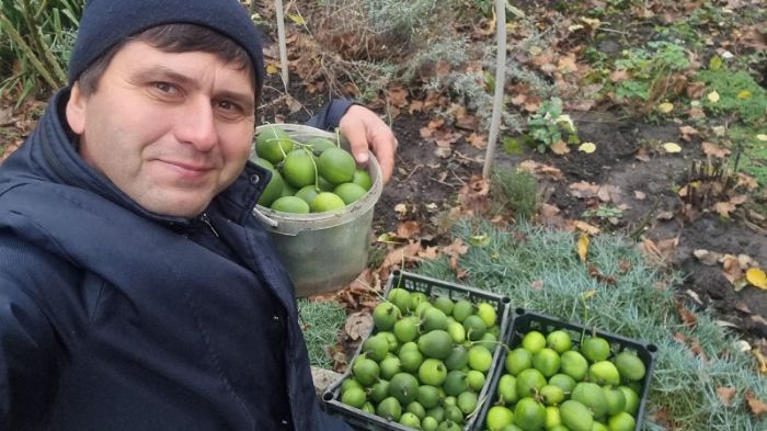 Харьковский ученый собрал урожай экзотических фруктов (фото)