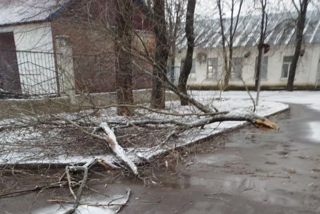 Шквальный ветер повалил деревья и оборвал провода в Харьковской области (фото)