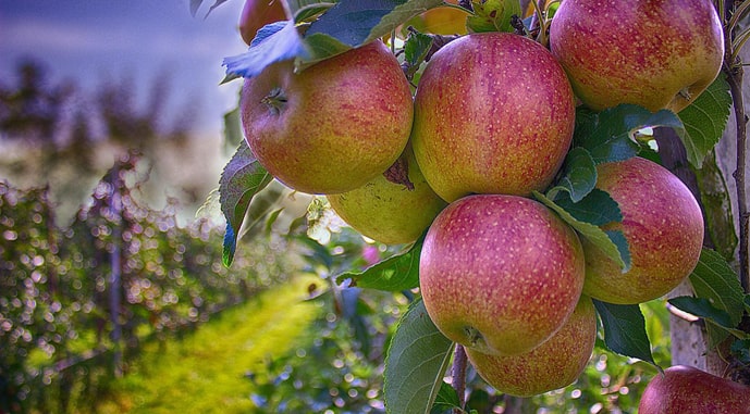 Огромный яблоневый сад, попавший в зону боевых действия, возродить не удастся