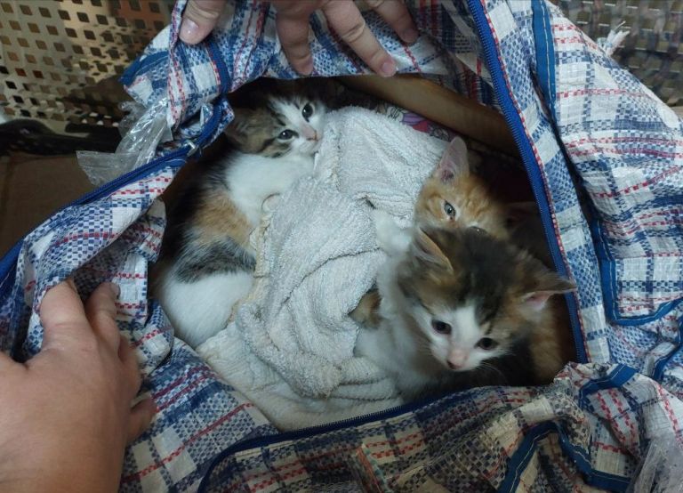 У Харкові пенсіонерка врятувала від смерті кошенят