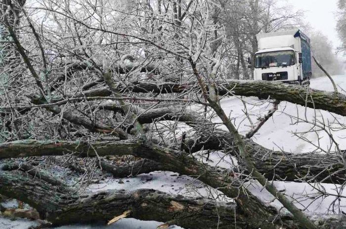 Непогода в Харьковской области: деревья попадали на трассы (видео)