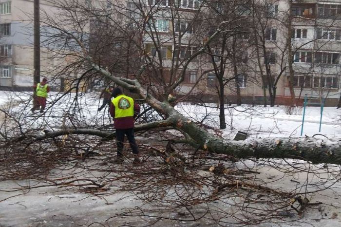 Сильный ветер повалил в Харькове больше 30 деревьев (фото)
