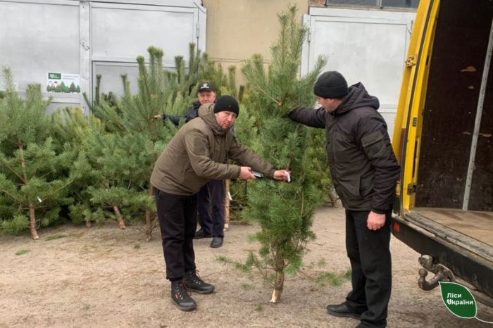 Де в Харківській області купити дешеву ялинку (адреси)